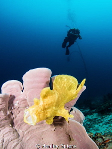 Giant Frogfish Yawn by Henley Spiers 
